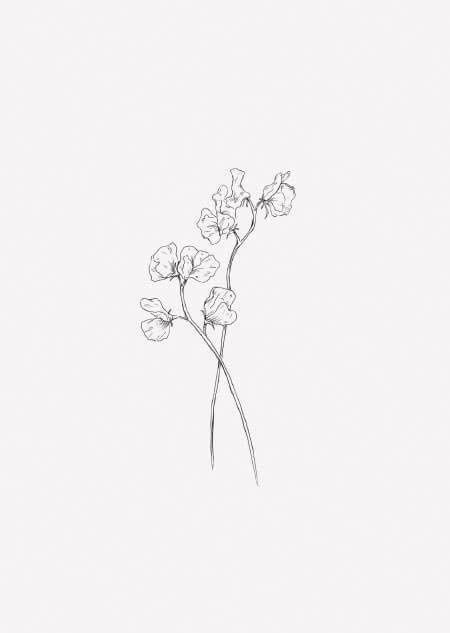 Sweet Pea Tattoo With Name, Tattoos Sweet Pea, Aster And Sweet Pea Tattoo, Narcissus And Sweet Pea Flower Tattoo, Sweet Pea Drawing Tattoo Ideas, Sweet Pea Ankle Tattoo, Sweet Pea Outline, Sweat Pea Flower Bouquets, Sweat Pea Drawing