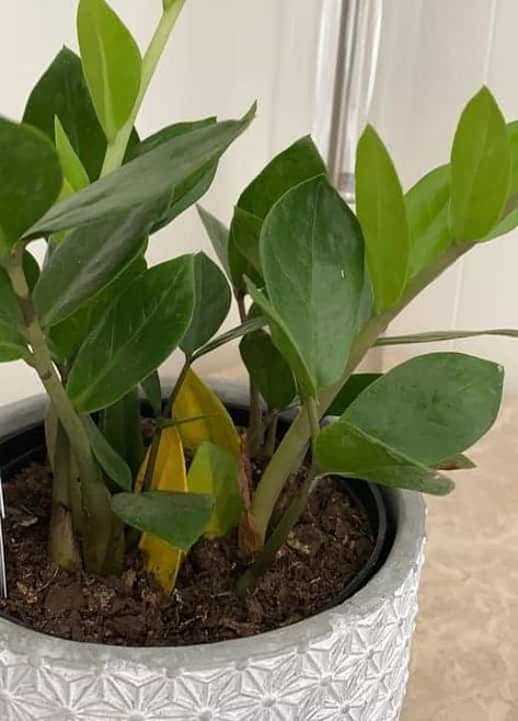 Signs of an Underwatered ZZ Plant (And How to Revive It) Zz Plant Care Yellow Leaves, Zzz Plant, Zz Plant Care, Plant Leaves Turning Yellow, Zz Plants, Wishlist Plants, Plant Ties, Zz Plant, Indoor Gardens