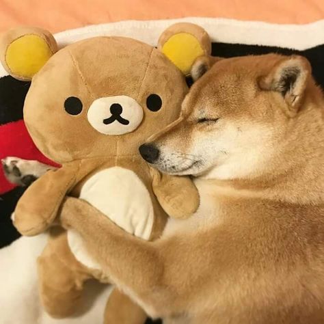 cuddle buddies Rilakkuma Plushie, Japanese Dogs, Shiba Inu Dog, Bear Pictures, Kawaii Plushies, Rilakkuma, Go To Sleep, Cute Little Animals, Shiba Inu