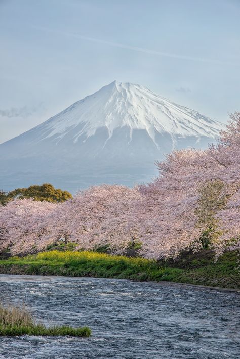 Mount Fuji Japan, Spring In Japan, Fuji Japan, Monte Fuji, Mont Fuji, Kyushu, Japan Design, Mount Fuji, Maneki Neko