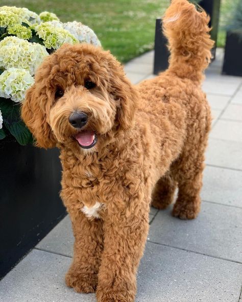 Australian Cobberdog Mini, Goldendoodle Wallpaper Iphone, Haircuts For Mini Goldendoodles, Cute Golden Doodle Haircuts, Light Brown Goldendoodle, Goldendoodle Curly Hair, Toy Cavoodle Full Grown, Long Haired Golden Doodle, Curly Labradoodle Haircut