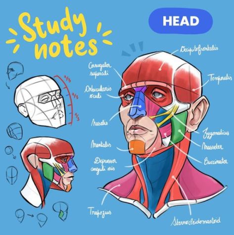 Face Muscles Anatomy, Draw Head, Head Muscles, Anatomy Book, Human Anatomy For Artists, Head Anatomy, Face Anatomy, Head Drawing, Human Body Anatomy