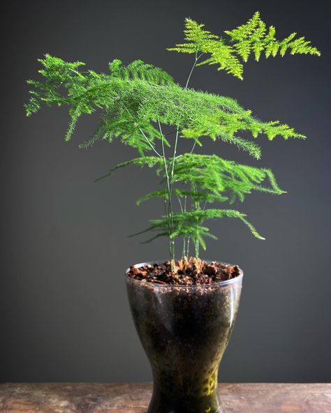 Asparagus Fern Container Ideas, Asparagus Fern Indoors, Asparagus Fern Care, Fern Varieties, Anthurium Care, Fern Plants, Asparagus Plant, Indoor Planting, Ferns Care