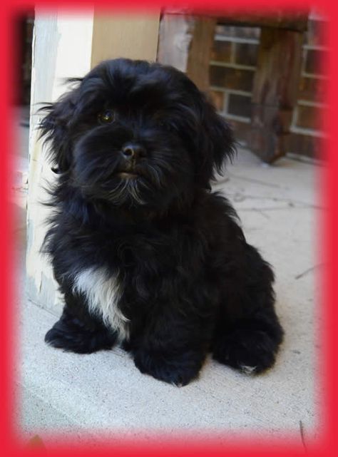 Havanese Puppy Havanese Puppy, Bichon Havanais, White Chest, Havanese Puppies, Coton De Tulear, Havanese Dogs, Abyssinian Cat, Puppies And Kitties, Shih Tzus