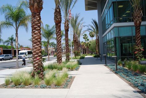 Public Spaces - Path Plants Around Palm Trees, Drought Resistant Landscaping, Landscaping Ideas Front Yard, Outdoor Design Ideas, Drought Tolerant Landscape, Commercial Landscaping, Urban Landscape Design, Front Yard Landscape, Hanging Plants Indoor