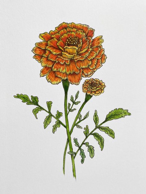 Birth Flower Painting, October Birth Flower, October Birth Flowers, Giraffe Drawing, Marigold Flowers, Pen Illustration, Floral Watercolor Paintings, Watercolour Paint, Geometric Drawing