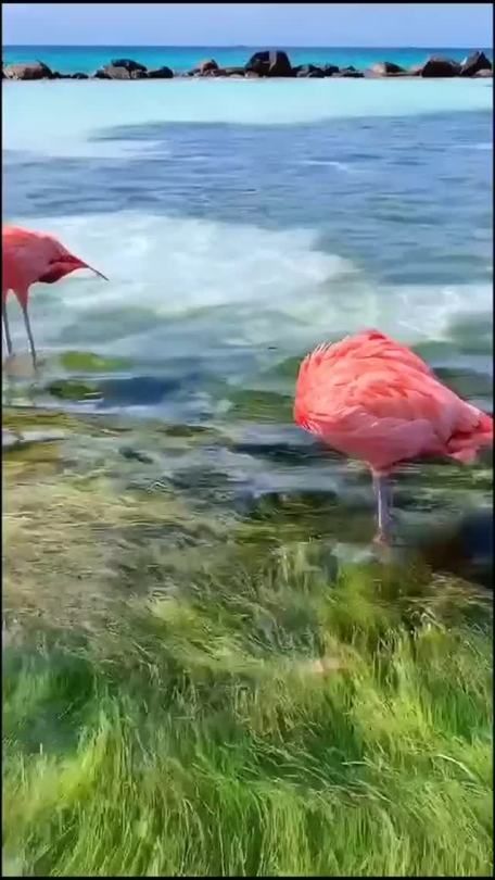 Most Beautiful Birds In The World, Most Beautiful Birds In The World Nature, Flamingo Videos, Flamingo Birds, Flamingo Pictures, Flamingo Beach, Bird Gif, Flamingo Bird, Animal World