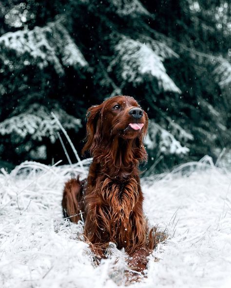 Irish Setter Puppy, Setter Puppies, Irish Red Setter, Irish Setter Dogs, Pets Dogs, Irish Setter, Puppy Pictures, Hunting Dogs, Dog Puppy