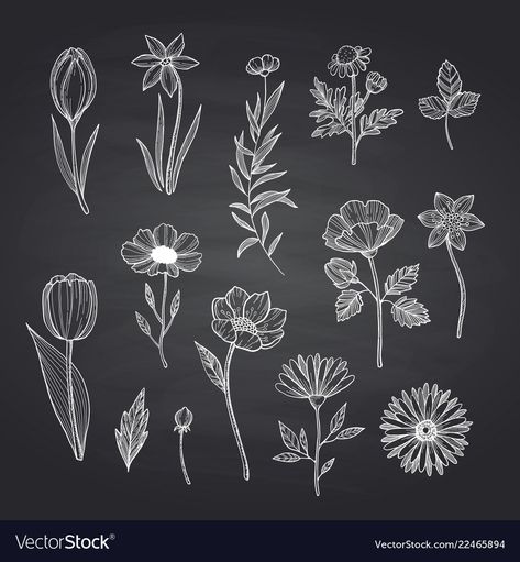 Chalk Drawing Ideas, Drawing Ideas Flowers, Chalkboard Flowers, Simple Flower Drawing, Chalkboard Doodles, Chalkboard Vector, Chalkboard Markers, Chalk Design, Chalkboard Drawings