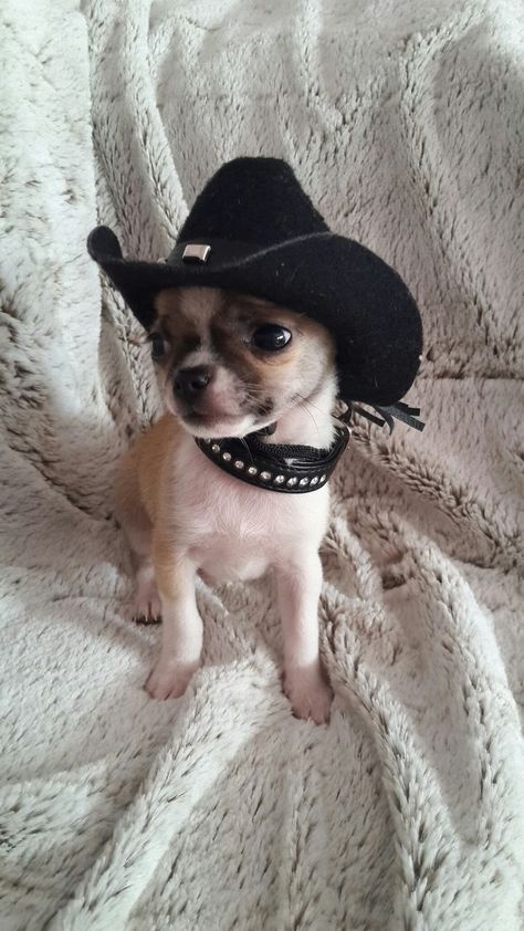 Teacup Chihuahua, Cute Chihuahua, Chihuahua Love, Honky Tonk, Chihuahua Dog, Chihuahua Puppies, Chihuahua Dogs, Studio Design, Cowboy Hat