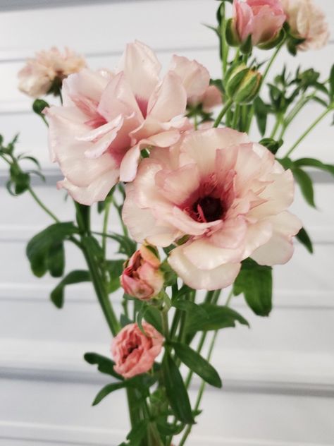 Pink Butterfly Ranunculus, Butterfly Ranunculus, Nyc Vibes, Epping Forest, Ranunculus Flowers, Cut Flower Garden, July 9th, People Happy, Flower Names