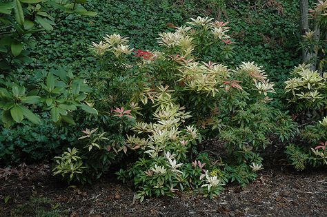 Japanese Andromeda, Japanese Pieris, Pieris Japonica, Broadleaf Evergreen, Lafayette Louisiana, Full Size Photo, Evergreen Shrubs, Window Wall, Nurseries