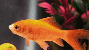 Goldfish gif! Goldfish Gif, Swimming Gif, Fish Gif, Sensory Gifs, Icon Gif, Big Fish, Goldfish, Fish Pet, Street Art