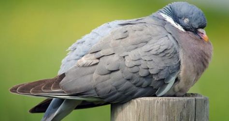 Woodpigeon - Amy Lewis - Amy Lewis Feral Pigeon, Stock Dove, Country Diary Of An Edwardian Lady, Image Rock, Wood Pigeon, Bird Facts, Wildlife Garden, Wildlife Gardening, Walk In The Woods