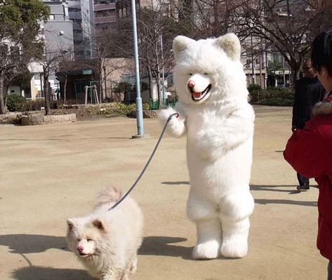 A Dog-Man Walking A Dog - Pawshake Dog Suit, 웃긴 사진, White Dog, Dog Costumes, Dog Costume, Cool Halloween Costumes, Dog Walker, Dogs Of The World, Shiba Inu