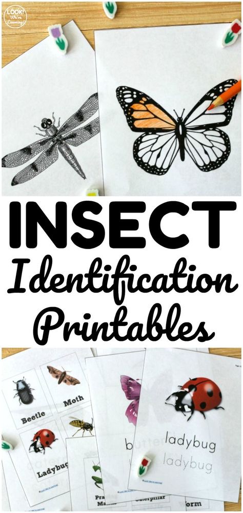 Learn about common insect species in your area with these printable bug identification worksheets! Great for a simple biology lesson at home! Insects Activities, Bug Identification, Insect Identification, Nature Lessons, Spring Worksheet, Bug Activities, Insects Preschool, Insect Activities, Flying Creatures