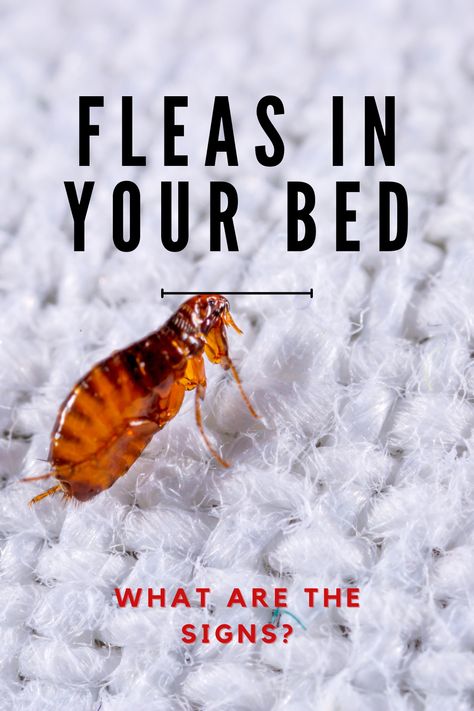 How To Stop Fleas From Biting You, Best Way To Get Rid Of Fleas In House, Home Remedy For Fleas In House, Borax For Fleas, Diy Flea Spray For House Furniture, Dog Fleas Get Rid Of, Fleas Remedies For House Home, How To Kill Fleas In Yard, Killing Fleas In The Home