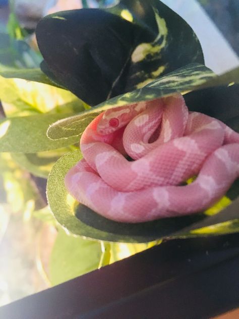 Pet Claims, California King Snake, Naga Snake, Corn Snakes, Snake Turtle, Cute Snakes, Pet Snakes, Paintings Aesthetic, King Snake