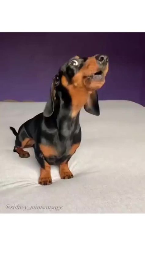 Cute Dachshunds, Dachshund Videos, Dachshund Funny Video, Dachshund Breed, Baby Dachshund, Dachshund Funny, Weiners, Dachshund Gifts, Cute Puppy Videos