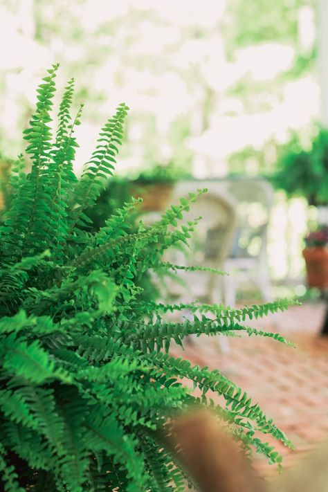 Fern Care: How to Keep Ferns Healthy and Green | Stacy Lyn Harris Epsom Salt For Plants, Water Ferns, Fern Care, Hanging Ferns, Potted Ferns, Ferns Care, Types Of Ferns, Ferns Garden, Plant Care Houseplant