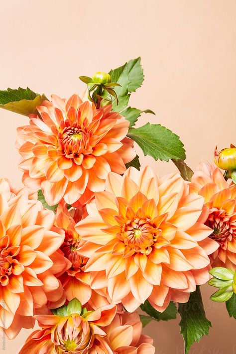 Orange Dahlia Flower, Orange Dahlia, Dahlia Flowers, Flower Paintings, Dahlia Flower, Flowers Photography, My Flower, Dahlia, Flower Painting