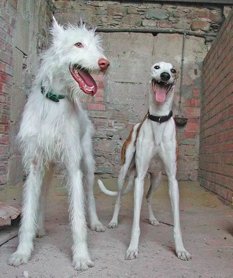 GALGOS AND PODENCOS « PRO-GALGO UK & USA Hounds Of Love, Ibizan Hound, Sight Hounds, Greyhound Art, Street Dogs, Irish Wolfhound, Airedale Terrier, Tiny Dogs, Italian Greyhound