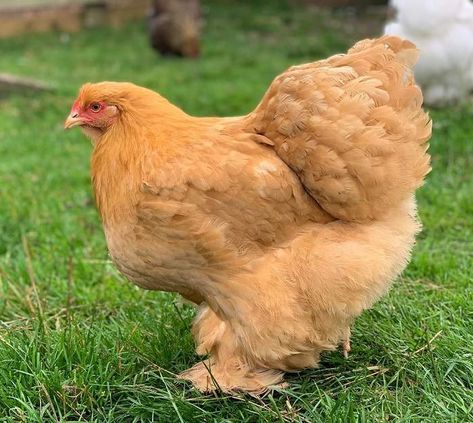 Buff Cochin Chickens, Cochin Chickens, Bantam Chickens, China Shanghai, Chinese Chicken, Farm Ideas, Mini Farm, Chicken Breeds, Chicken Coop