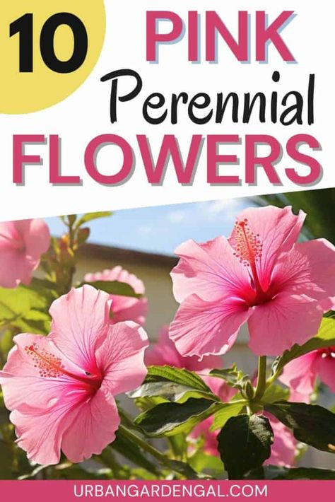 Pink perennials look great in garden beds and containers on their own or combined with other colors. Here are 10 of the best pink perennial flowers to grow in your garden for masses of pink flowers. #perennials #flowergarden #pinkflowers #perennialflowers Pink Perennials, Flowers To Grow, Garden Flowers Perennials, Perennial Flowers, Flower Plants, Flower Gardening, Container Gardens, Perennial Garden, Flowers Perennials