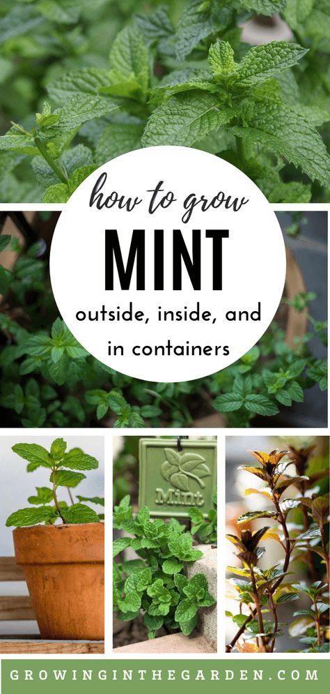 How To Grow Mint Outdoors, Mint Growing, Mint Plant Care, Growing Mint Indoors, How To Grow Mint, Growing Herbs At Home, Grow Mint, Mint Herb, Mint Seeds