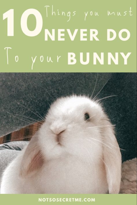 Pet Bunny Essentials, Pet Bunny Must Haves, First Time Rabbit Owner, Bunny Boredom Busters, Rabbit Toys And Boredom Busters, Pet Bunny Set Up, Bunny Essentials, Bunny Hacks, Mini Lop Bunny