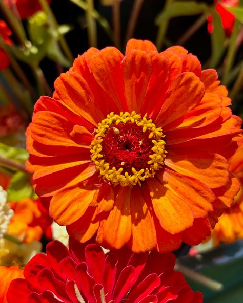 Bringing a burst of sunshine with every bloom! 🌞🌼 Our vibrant orange zinnia is the perfect pop of color for any bouquet or arrangement. Shop now at Petal & Bulb! • • • • • #zinnia #orangezinnia #zinniasofinstagram #freshflowers #seasonalflowers #flowergarden #gardenblooms #petalandbulb #flowerlove #florallife #flowerpower #bloomandgrow #natureinspired #flowersofinstagram #flowerstagram #floristofinstagram #canadasmallbusiness #womenownedbusiness #ᴡᴏᴍᴇɴᴡʜᴏʜᴜsᴛʟᴇ #smallbusinesscanada #yvrflor... Orange Zinnia, Seasonal Flowers, Pop Of Color, Vibrant Orange, Fresh Flowers, Flower Power, Flower Garden, Nature Inspiration, Color Pop