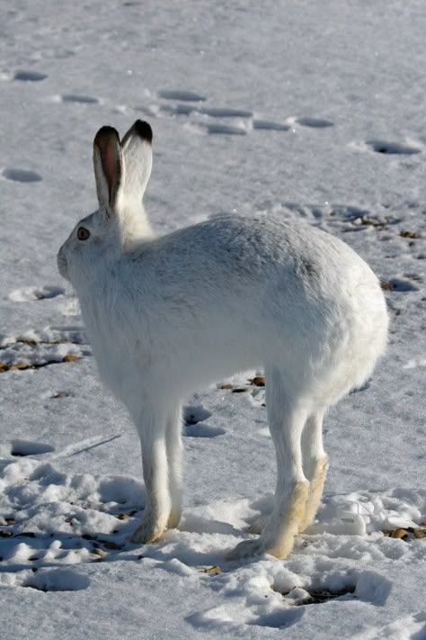 White-tailed Jackrabbit  ---     I have to rest...there's too much junk in my trunk! Holland Lop Rabbit, Arctic Hare, Rabbit Life, Beautiful Rabbit, Cool Animals, Animal Reference, Bunny Rabbits, Silly Animals, Animal Ears