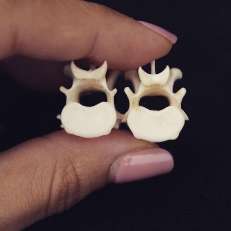 vertebrae earrings YEAH OR NEAH? | Instagram Vertebrae Earrings, Bone Jewellery, Cute Store, Bone Jewelry, Animal Bones, On Instagram, Instagram