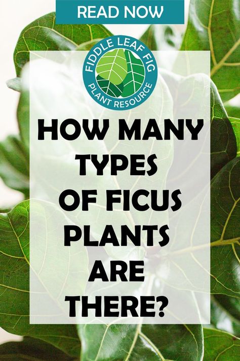 If you’ve owned a fiddle leaf fig or any type of ficus tree, you might start to get curious about the other types of ficuses you could grow outdoors or indoors as houseplants. There are actually a lot of different types of ficuses grown as indoor and outdoor ornamentals. They require similar care, so it’s very easy to care for different ficus varieties if you have experience with ficuses in general. Ficus Tree Outdoor, Ficus Tree Care, Ficus Tree Indoor, Fig Varieties, Fiddle Leaf Tree, Fig Plant, Indoor Tree, Fiddle Leaf Fig Tree, Ficus Tree