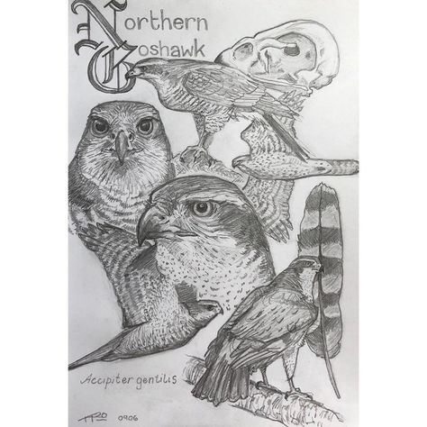 𝗔𝗺𝗲𝗹𝗶𝗮 𝗛𝗶𝗹𝗹𝗲𝗿𝘆 on Instagram: “Northern goshawk (Accipiter gentilis) ⁣ ⁣ Sat in the woods today for a few hours and made this A5 sized study using several reference…” Northern Goshawk, Binder Ideas, Abc Art, Pencil Art, In The Woods, Abc, Pencil, Humanoid Sketch, Drawings