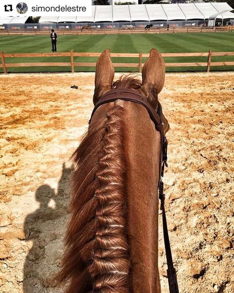 Longines Global Champions Tour auf Instagram: „#Repost @simondelestre with @repostapp ・・・ In Mexico with Chesall Zimequest #lgctmexico #lgct2017 #mexico #perfectbraids“ Horse Plaits, Horse Hairstyles, Horse Braids, Horse Mane Braids, Horse Hair Braiding, Global Champions Tour, Horse Braiding, Show Jumping Horses, Horse Mane