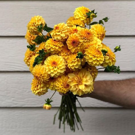 Dahlia Flower Bouquet, Yellow Dahlia Flower, Yellow Dahlia, Bouquet Garden, Dahlia Flowers, Dahlia Flower, Dahlia, Flowers Bouquet, Yellow