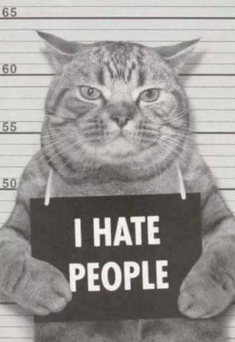 Katt Grejer, Hate Cats, 밈 유머, Image Chat, I Hate People, Hate People, Cat Posters, Cat Quotes, Funny Animal Pictures