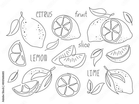 Citrus Doodle, Lime Tattoo, Lemon Drawing, Tea Lemonade, Tokushima, Illustration Abstract, Continuous Line Drawing, Line Art Design, White Illustration