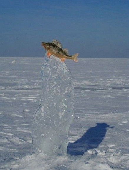 a frozen fish Snow Cap, Winter Cape, Salt Water Fishing, Water Creatures, River Bed, Deep Sea Fishing, Winter Photos, Sea Fishing, Fun Hobbies