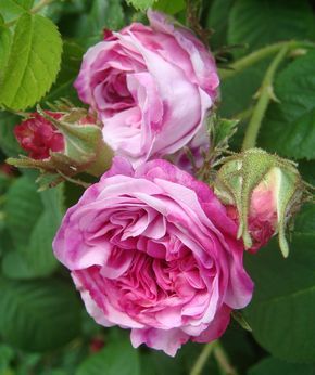 Damask Rose 'Pink Leda' (Rosa x damascena) Garden Rose Tattoo, Lily Painting, Heirloom Roses, Backyard Flowers, Rose Perfume, Damask Rose, Garden Rose, No Rain, Climbing Roses