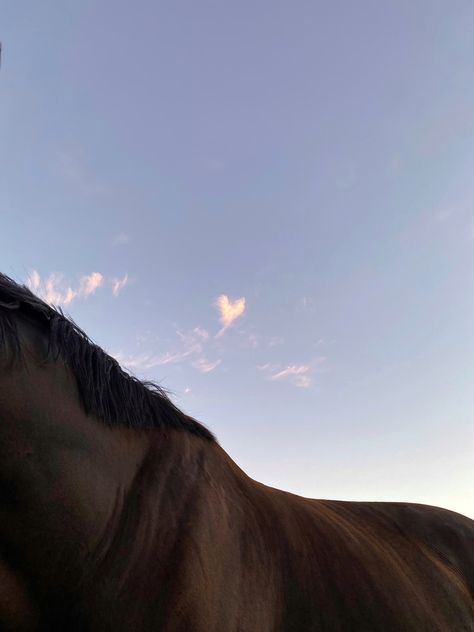 Horse. Stables. Barn. Farm. Aesthetic. Picture inspi. Ig story. Instagram. Summer. Horse Instagram Story, Farm Aesthetic, Horse Story, Inspo Pics, Aesthetic Picture, Horse Stables, Insta Stories, Instagram Summer, Horse Girl