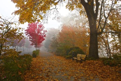 Oregon Autumn, Foggy Fall, Tis Autumn, Fall Aesthetics, Corvallis Oregon, Leaf Peeping, Autumn Magic, Willamette Valley, Urban Planet