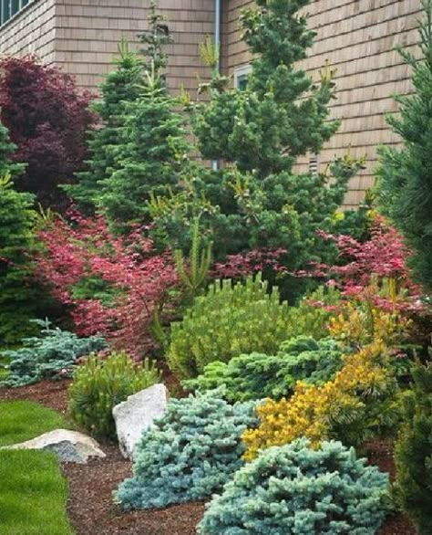 Evergreen Landscape Front Yard, Front Of A House, Conifers Garden, Evergreen Landscape, Evergreen Garden, Front Landscaping, Have Inspiration, Colorful Plants, Home Landscaping