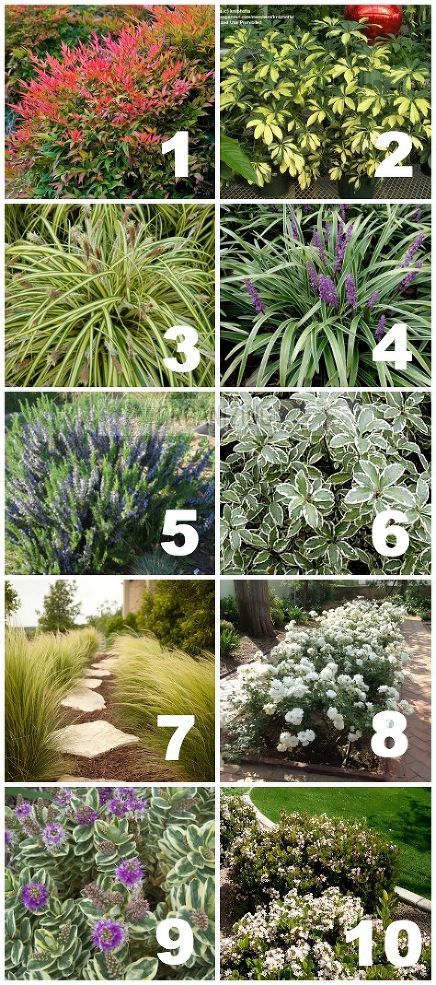 Hometalk :: Native, Drought Tolerant Plants for Your Yard via http://www.hometalk.com/ Front Yard Plants, Drought Tolerant Garden, Drought Tolerant Landscape, Landscape Designs, Have Inspiration, Front Lawn, The Secret Garden, Drought Tolerant Plants, Indoor Gardening