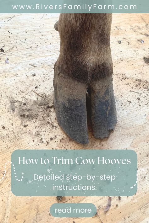 Cow Care, Diy Cow Feeder, Highland Cow Care, Caring For Cows, Cow Care Tips, Cow Farm Ideas, Cow Barn Ideas, Raising Mini Highland Cows, Cow Barn