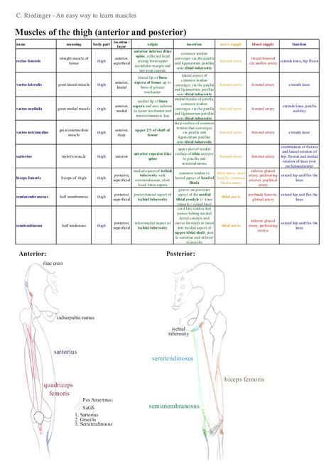 A summary for learning the muscles of the lower limb including their attachments, innervation, etc., without having to have too many books open. Resources: "Gr… Lower Limb Muscles, Quadriceps Femoris, Physical Therapy School, Physical Therapy Assistant, Pa School, Lower Extremity, Muscular System, Medical School Studying, Lower Limb