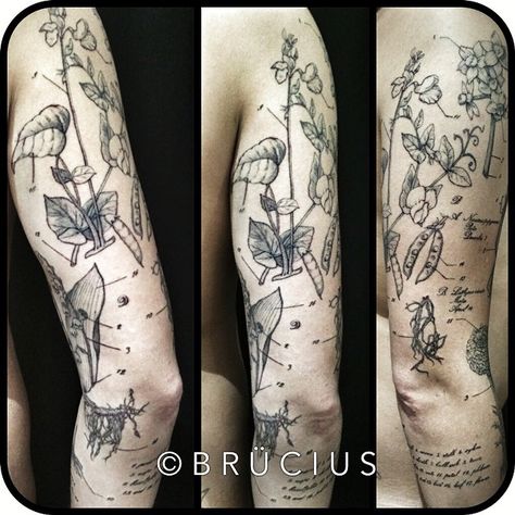 B R Ü C I U S Scientific Illustration Tattoo, Botanical Illustration Tattoo, Botanical Tattoo Sleeve, Scientific Tattoo, Unique Half Sleeve Tattoos, Science Tattoo, Science Tattoos, Christian Sleeve Tattoo, Lady Bug Tattoo