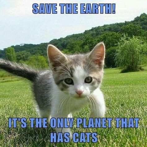 Missy the Bobtail on Twitter: "Happy #EarthDay22!… " Funny Cute Quotes, Earth Day Images, Sweets Ideas, Pet Quotes, Happy Earth Day, Happy Earth, Cat Quotes, Pet Life, Funny Relationship