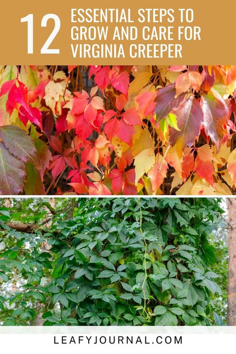 Virginia Creeper Vine, Creepers Plants, Texas Native Plants, Identify Plant, Virginia Creeper, Plant Care Houseplant, Plant Problems, Plant List, Vibrant Green